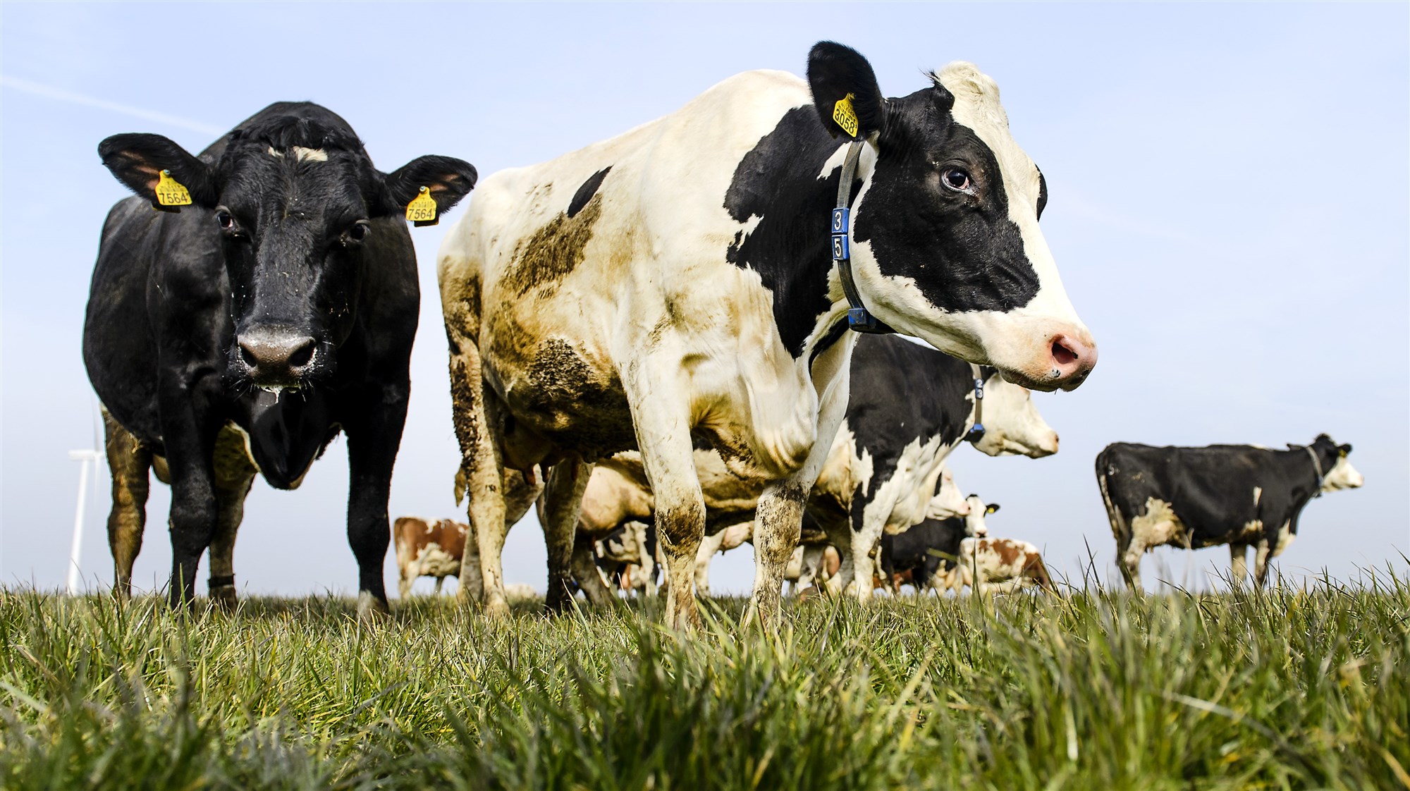 Koeien Wei Melk Vers Boer