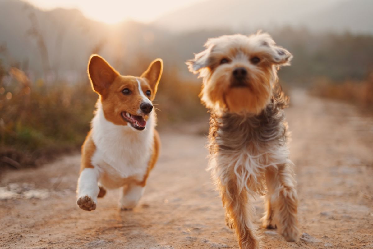 honden hondendag almelo