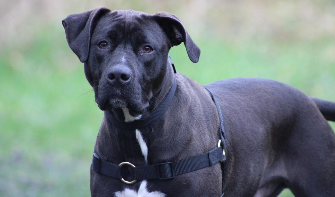 Asielhond Venz Almelo