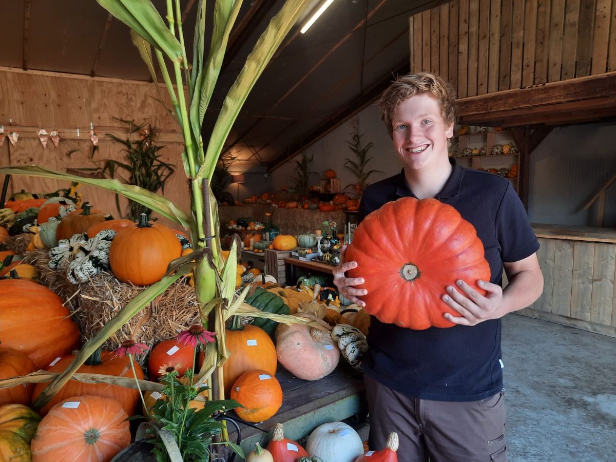 Gerben (18) verkoopt duizenden pompoenen in zijn schuur: 'Ik kocht ooit voor de grap wat zaden' - in