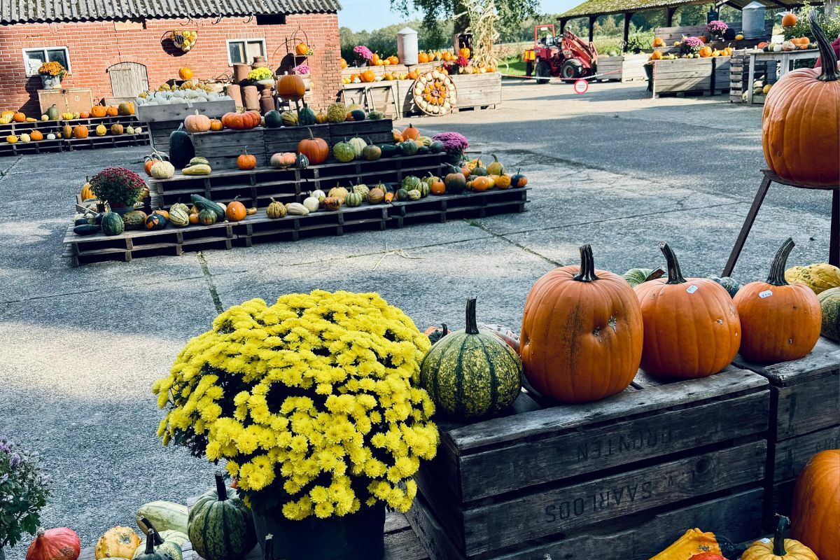 Dit is de dichtstbijzijnde pompoenboerderij vanuit Almelo