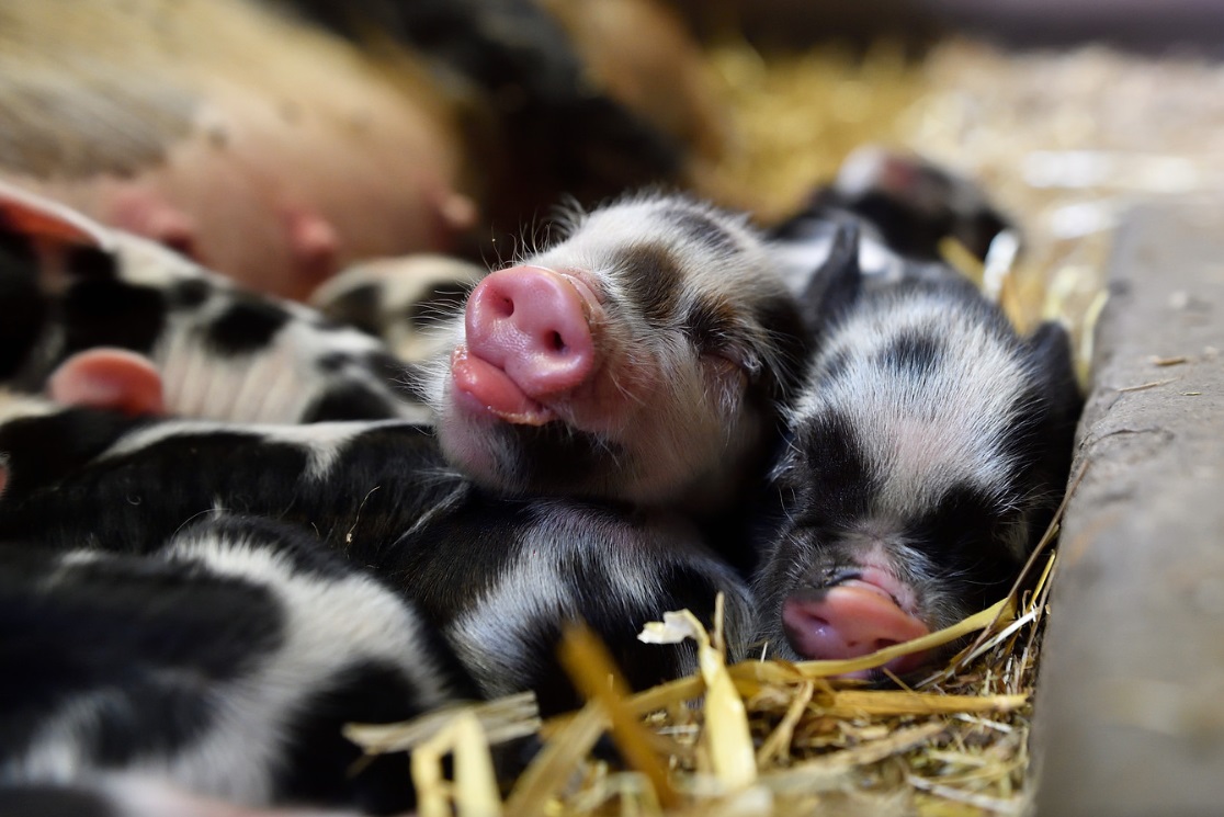 Biggetjes geboren de Vosheuvel Amersfoort