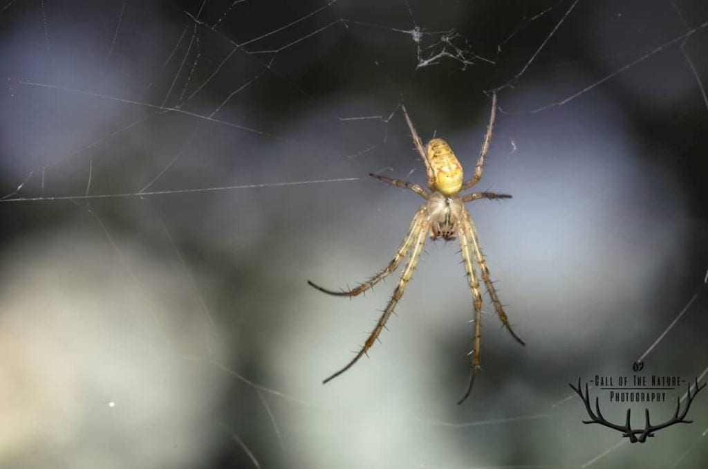 Brrrr deze griezelige spinnen kruipen in