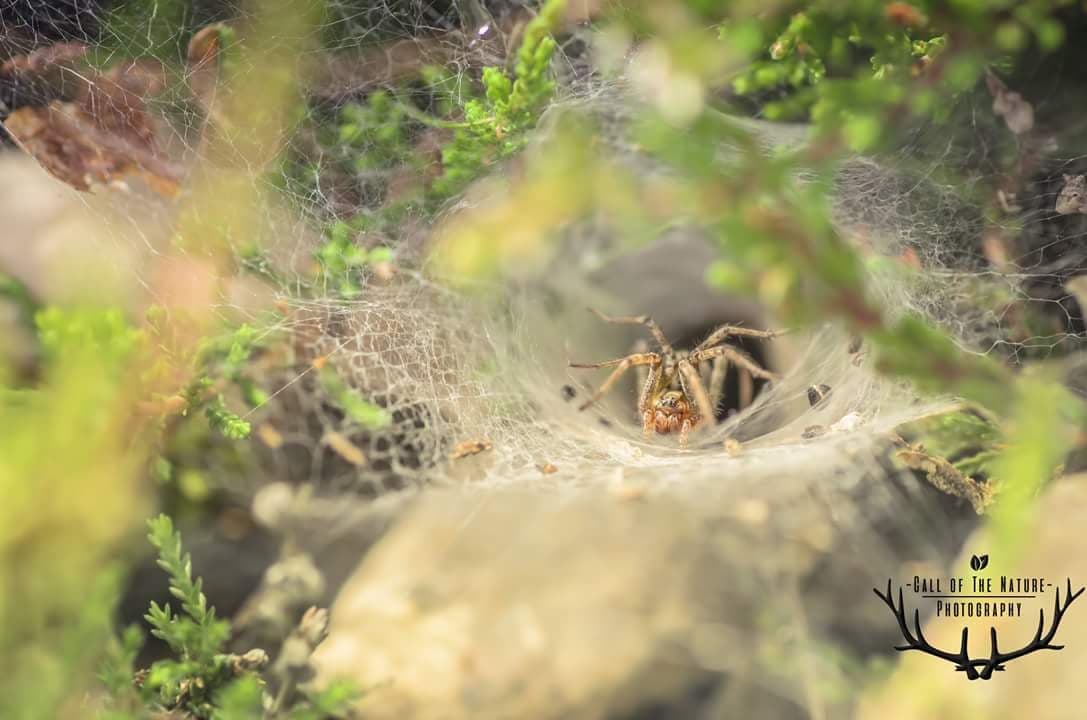 Brrrr deze griezelige spinnen kruipen in