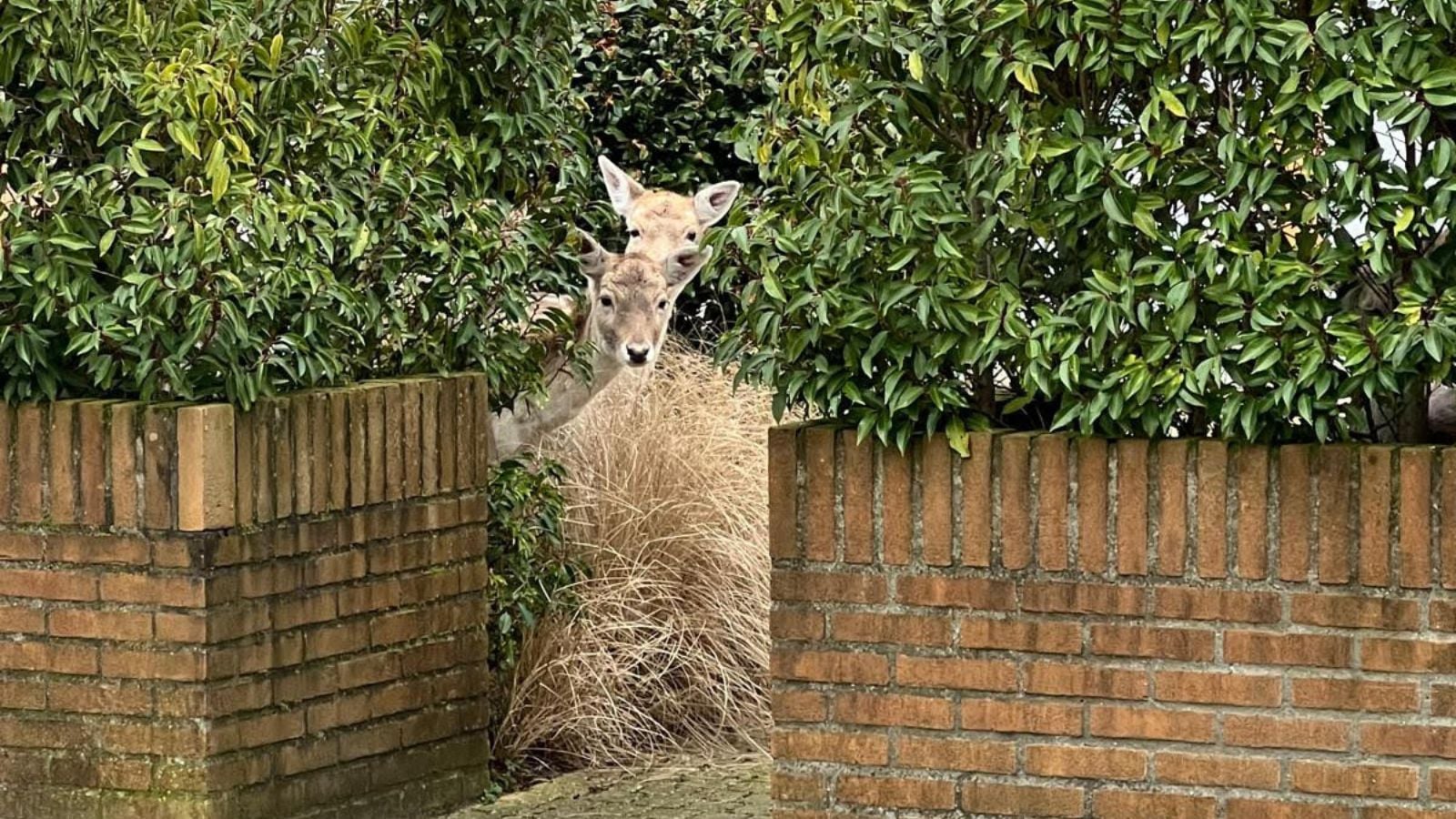 5 x de best bekeken Instagramreels van 2025