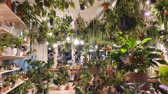Wildernis Amsterdam