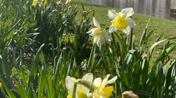 lente bloemen