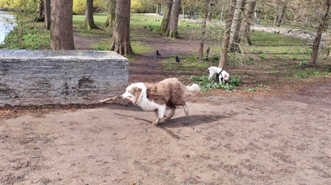 hond amsterdam huisdier