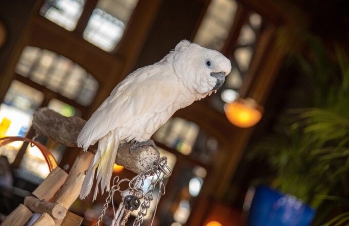 restaurantweek in Amsterdam