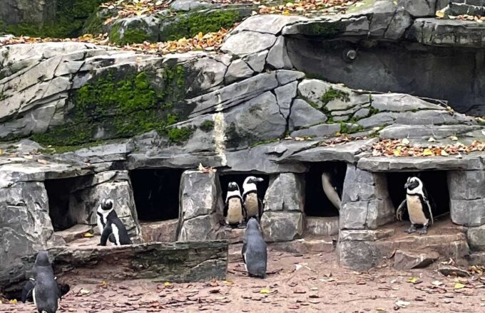 ARTIS pinguins seksuele diversiteit dierentuin