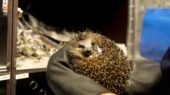 egel dieren droogte