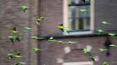 dieren in Amsterdam