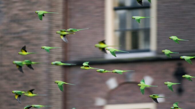 dieren in Amsterdam