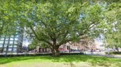 oudste dikste hoogste boom Amsterdam