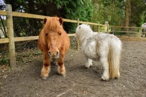 gelukpaarden