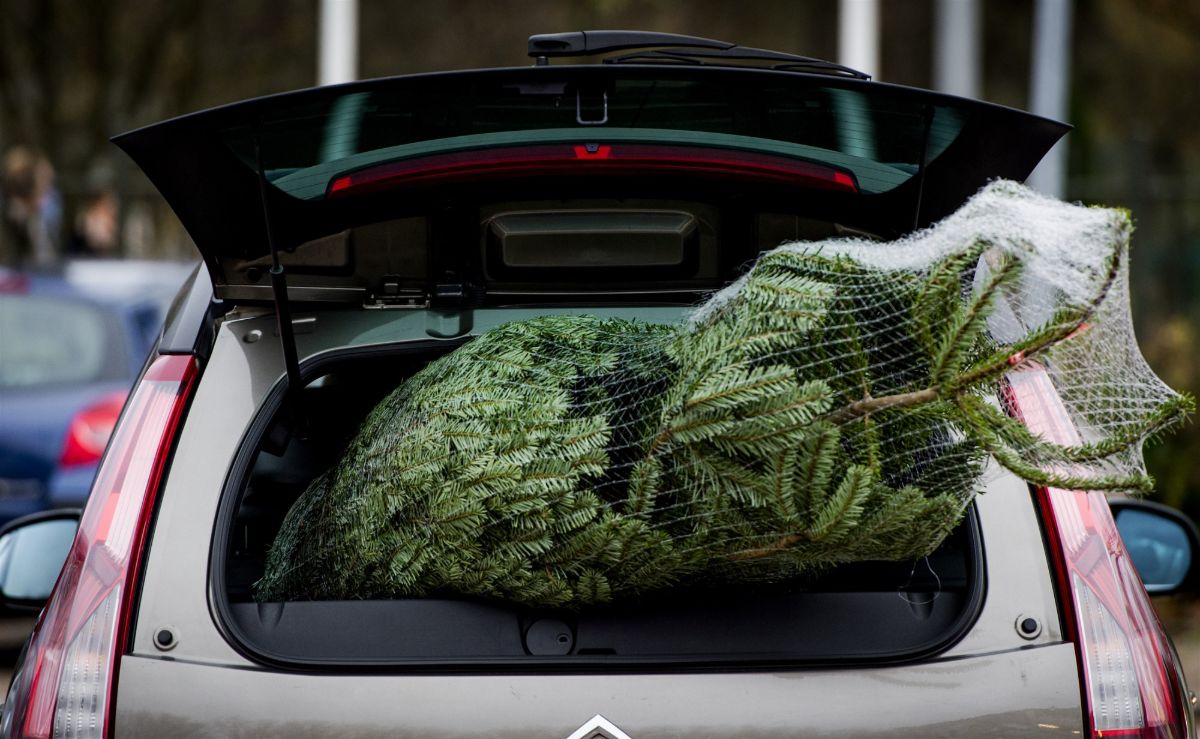 Anp kerstboom