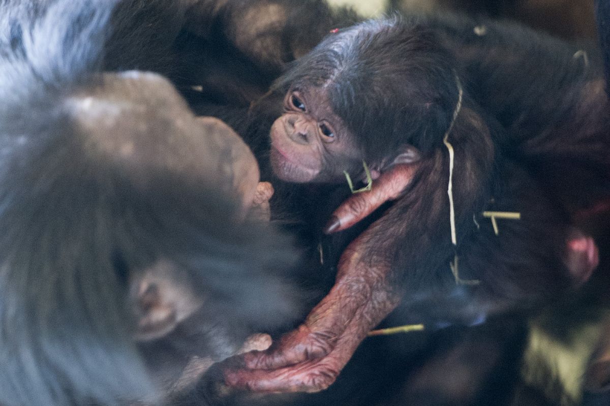 Bonobo apenheul