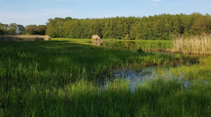 meer woudhuis bos