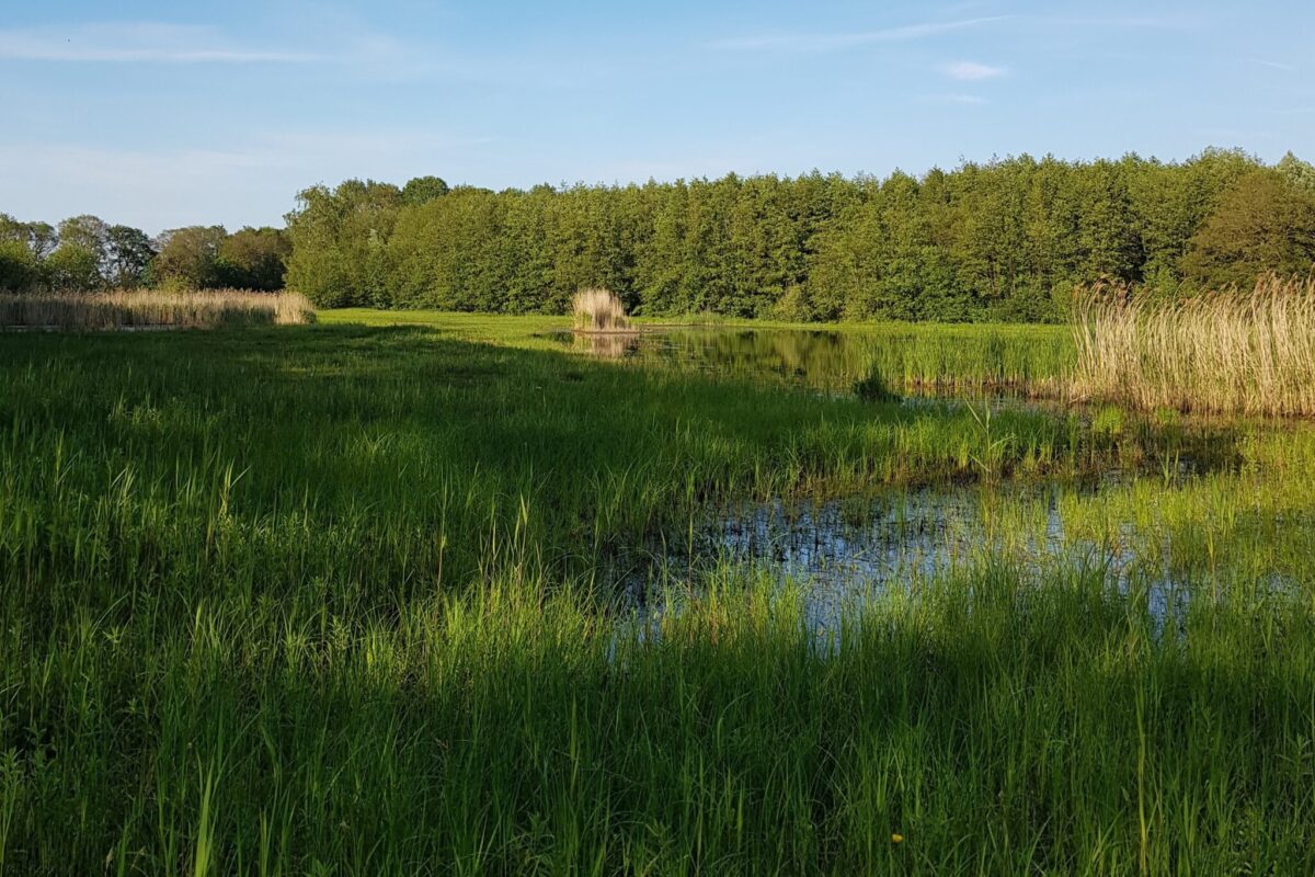 meer woudhuis bos