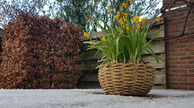 Sneeuw en narcissen pasen 2021