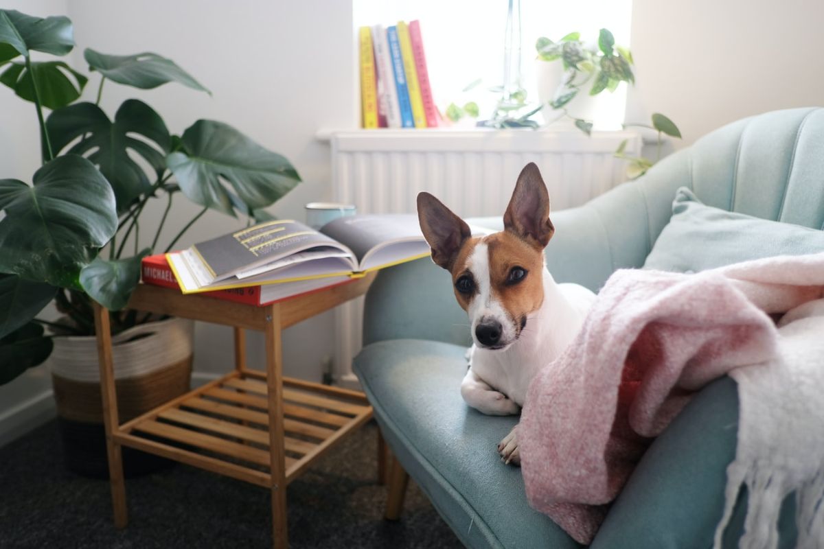 monstera woonkamer kamerplant hond