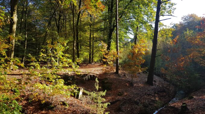 Herfst Apeldoorn