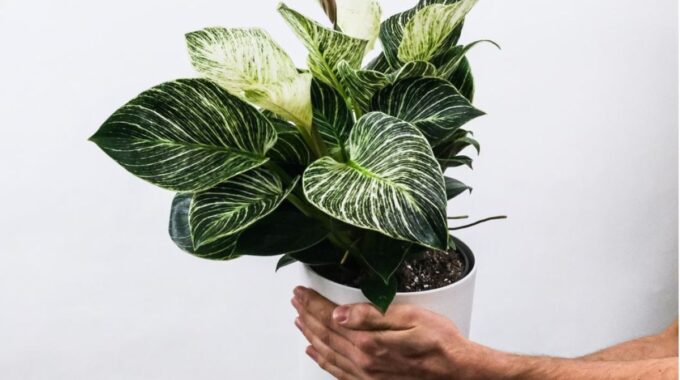 philodendron kamerplant aanbieding