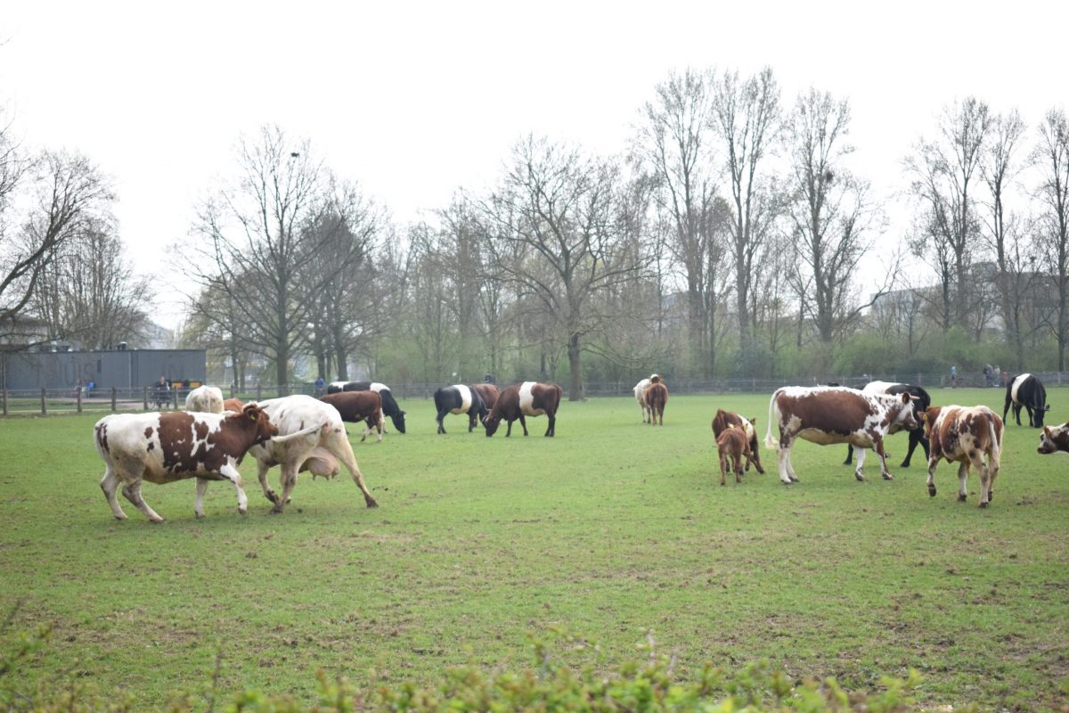 De koeien van Stadsboerderij Presikhaaf. Foto: indebuurt Arnhem