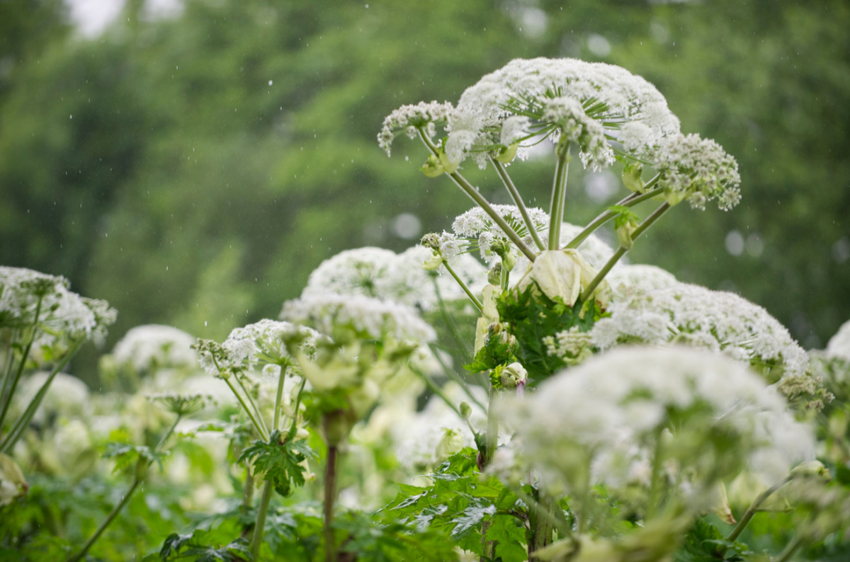 Dit is de reuzeberenklauw