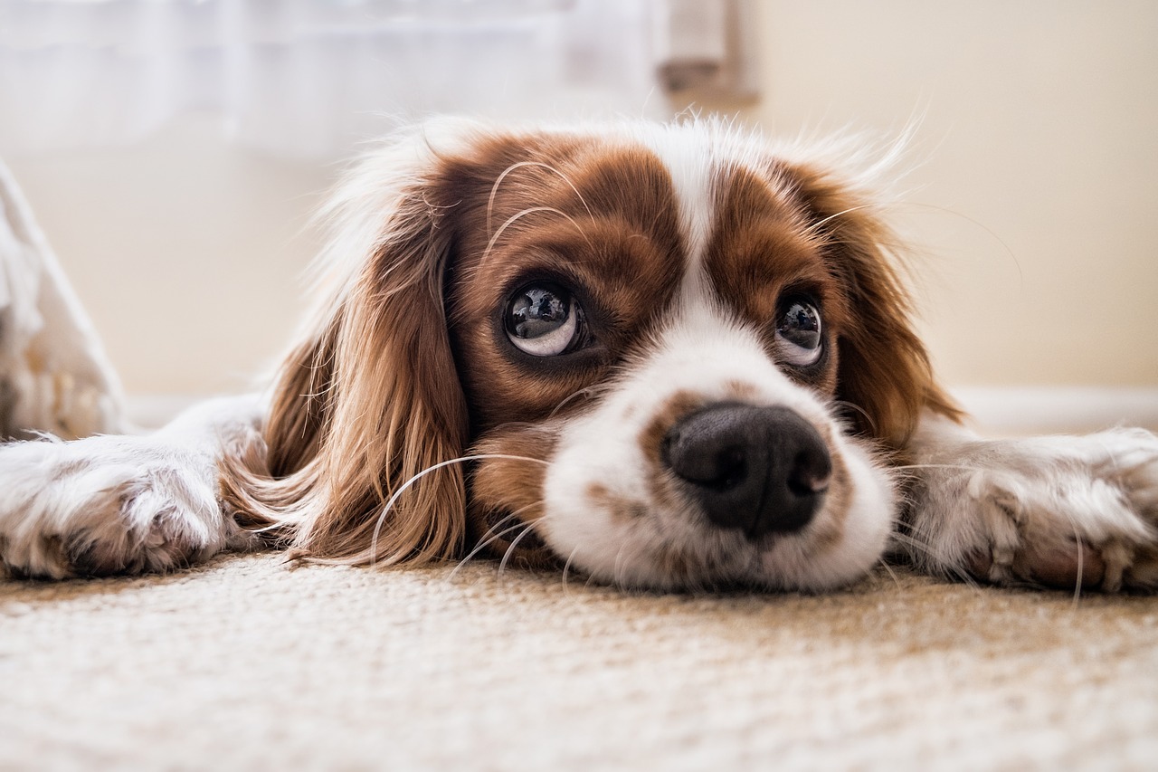 ochtend nieuws afgelopen weekend arnhem hond