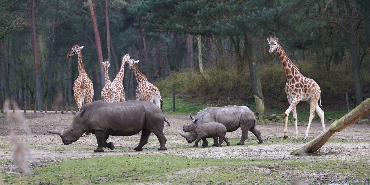 voordelig naar Burgers Zoo