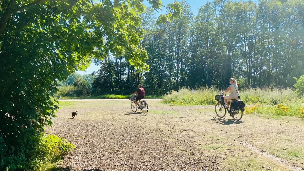 Bomen zorgen voor verkoeling in de zomer in Arnhem. Foto: indebuurt Arnhem