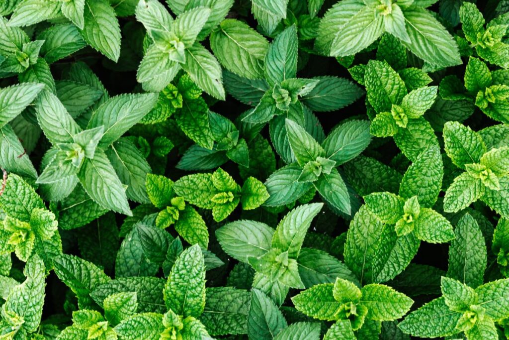 IJsheiligen plantjesmarkt bij BTV Elderveld - indebuurt Arnhem