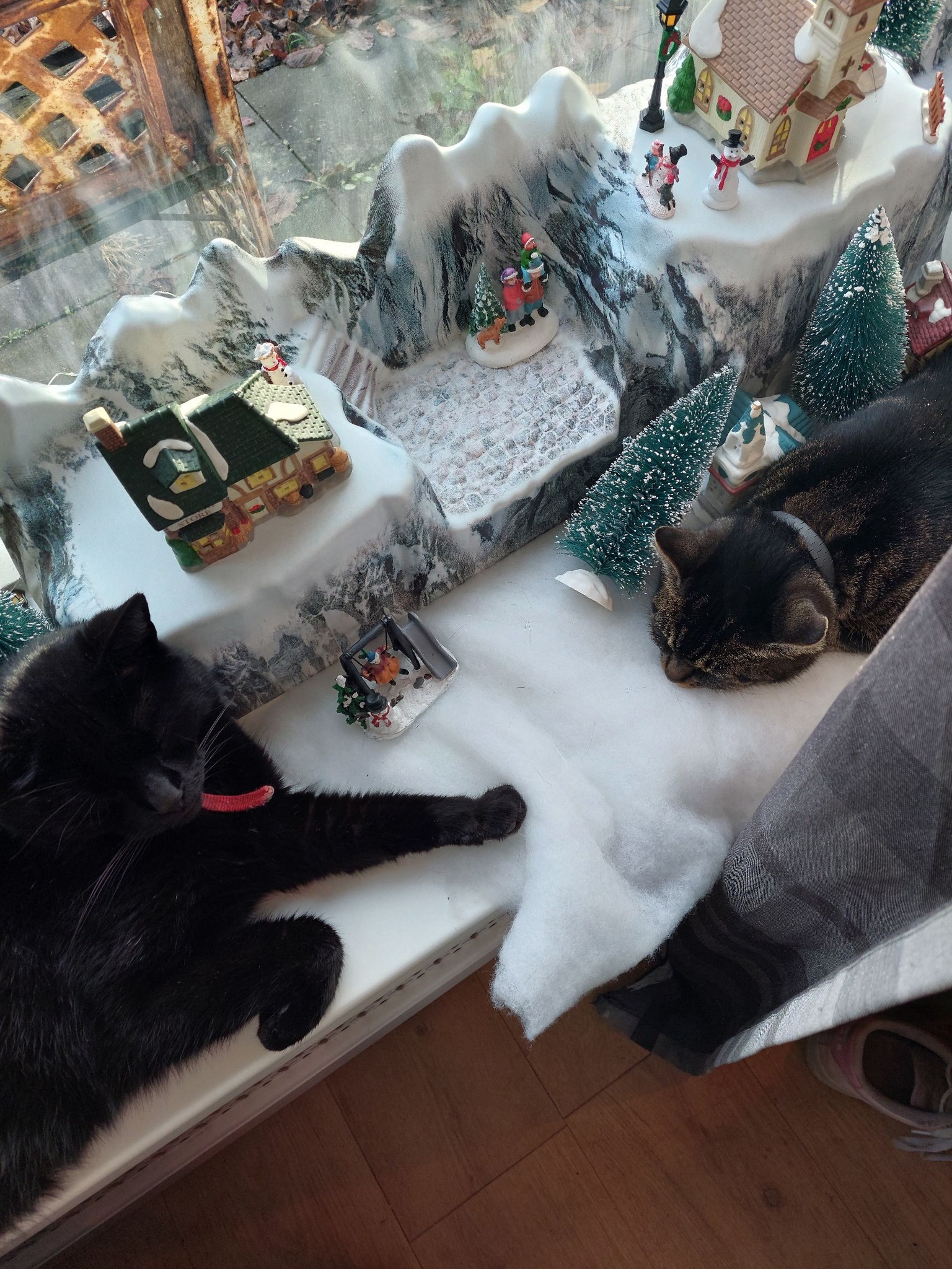 Bambi: The Christmas Cat Taking Over The Internet - vu7er8t