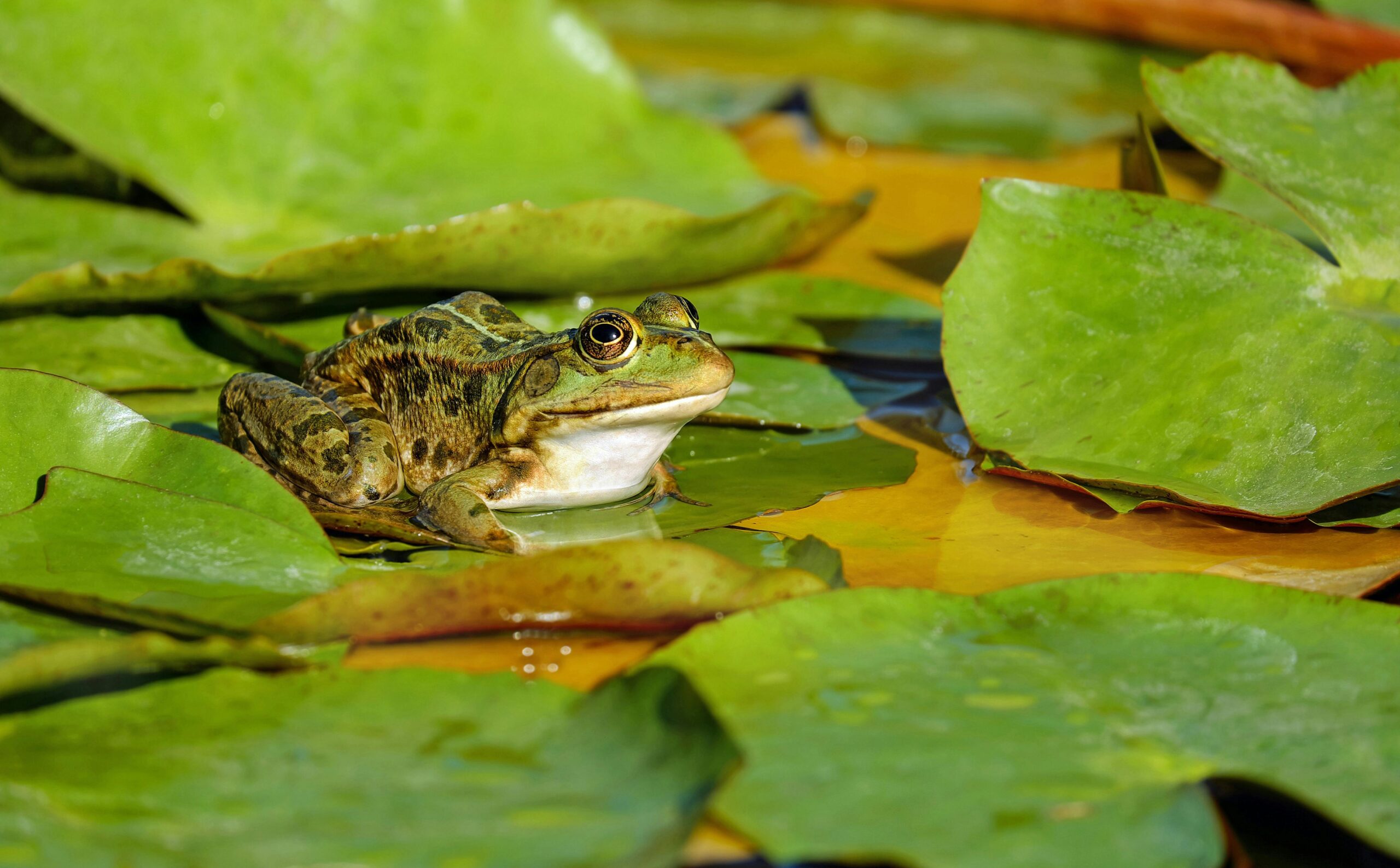 Met schepnetje vissen in heemtuin - indebuurt Arnhem