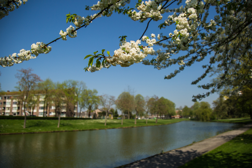 lentebloesem-1 lente bergen op zoom