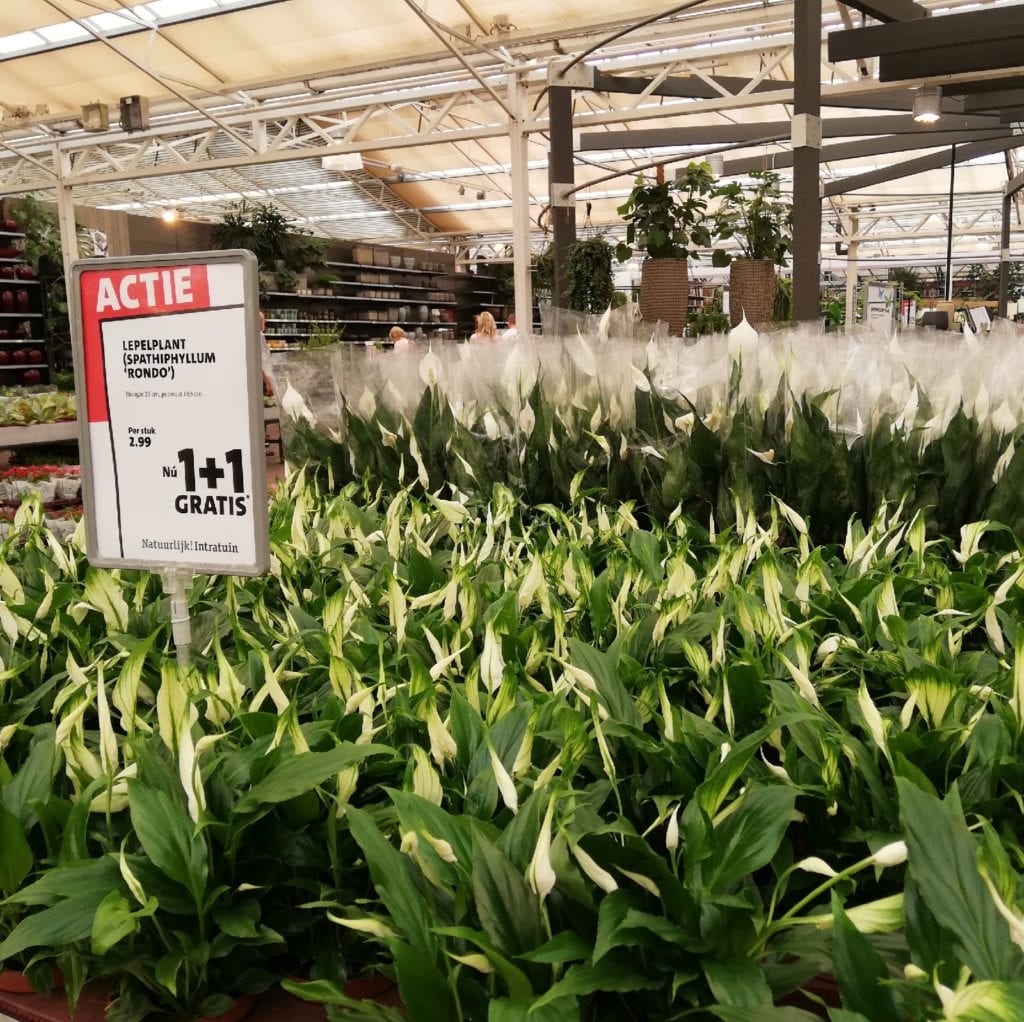 Intratuin houdt een mega uitverkoop en dit kan je er kopen indebuurt