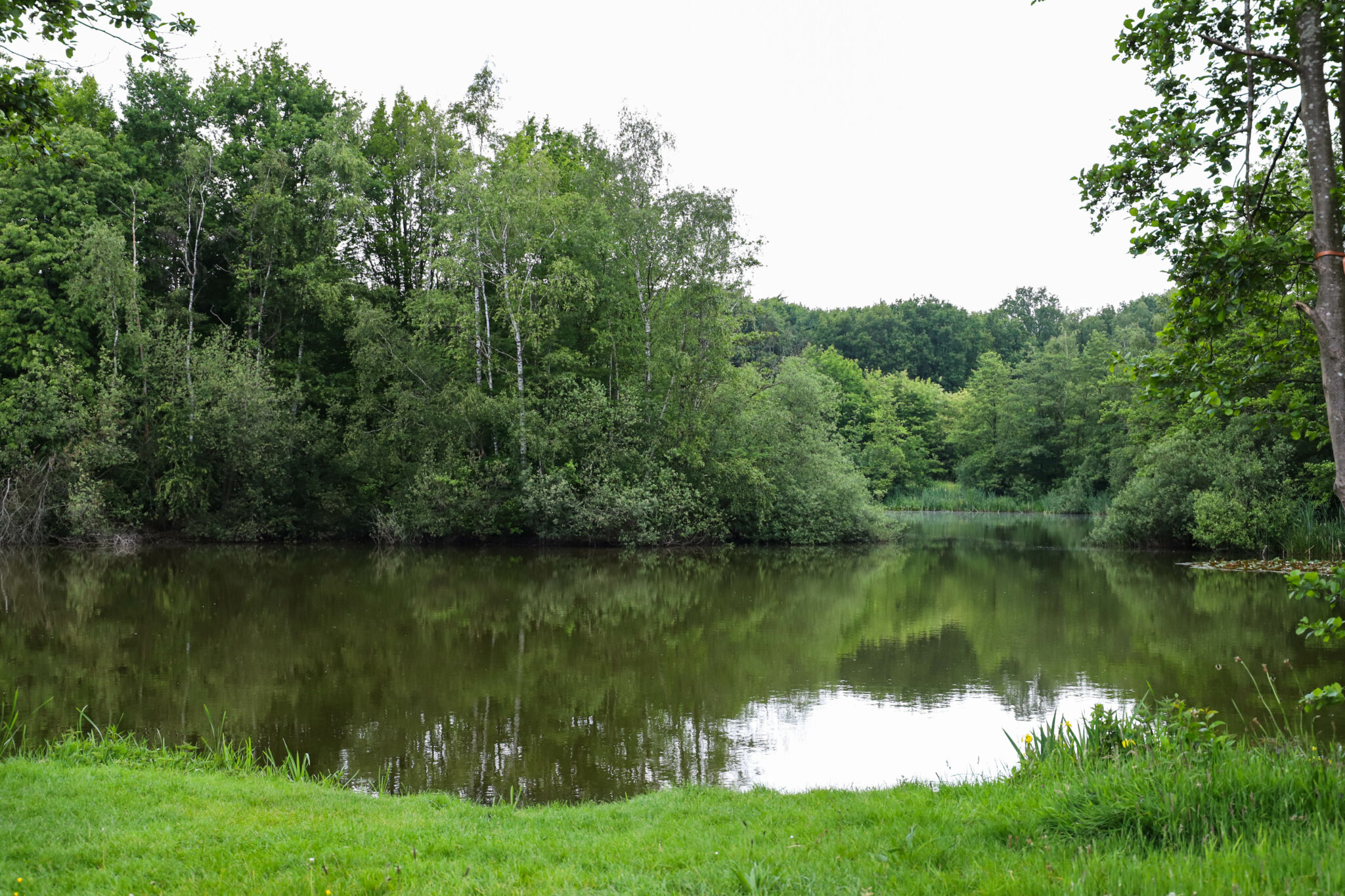 Melanen natuur groen