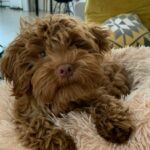 keet dieren bergen op zoom instagram hond