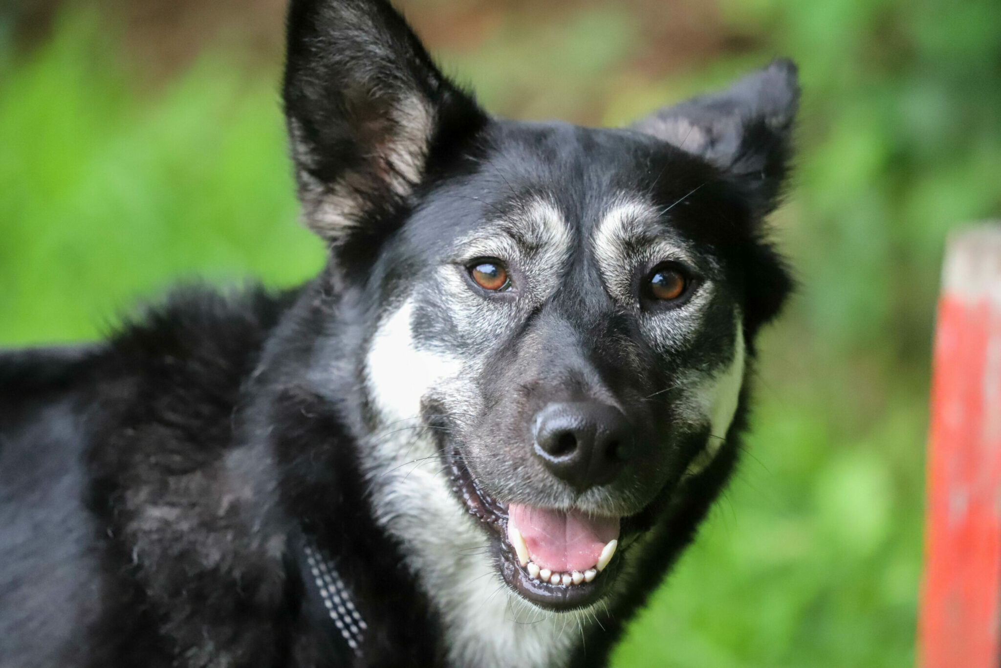 huisdieren huisdier bergen op zoom honden honden hondencursus puppy puppycursus huisdier huisdieren dier dieren