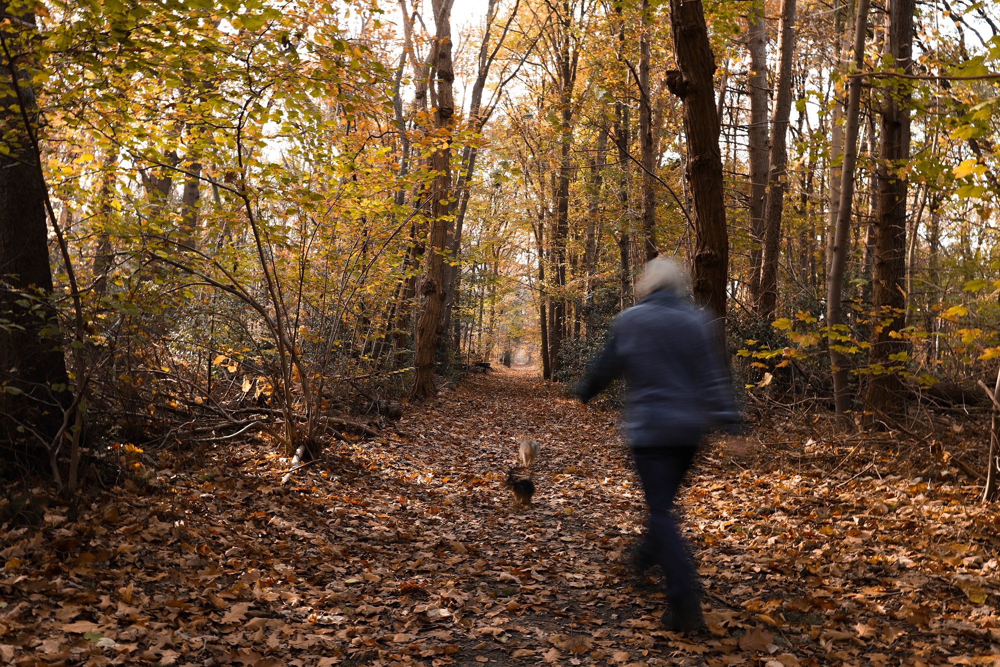 corona bergen op zoom bos herfst bergen op zoom hond man