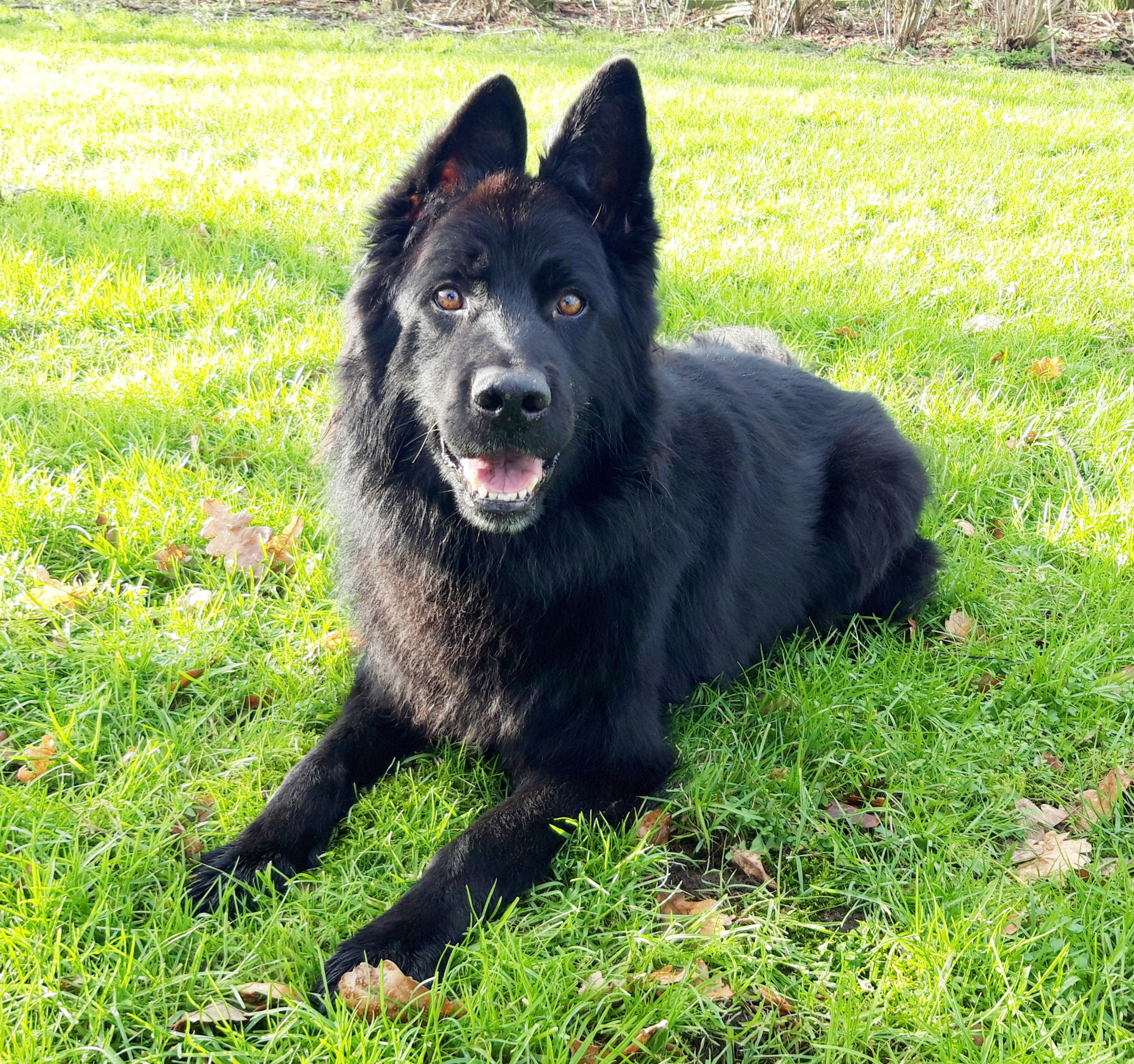 Dierenasiel Arduin hond honden huisdier huisdieren
