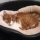 dierenasiel arduin asiel huisdier huisdieren kat poes poezen katten