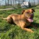 dierenasiel Arduin hond honden dier dieren huisdier huisdieren