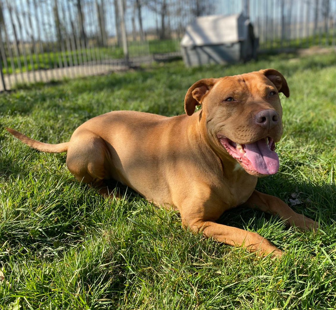 dierenasiel Arduin hond honden dier dieren huisdier huisdieren