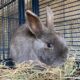 konijn konijnen huisdier huisdieren dier dieren dierenasiel arduin