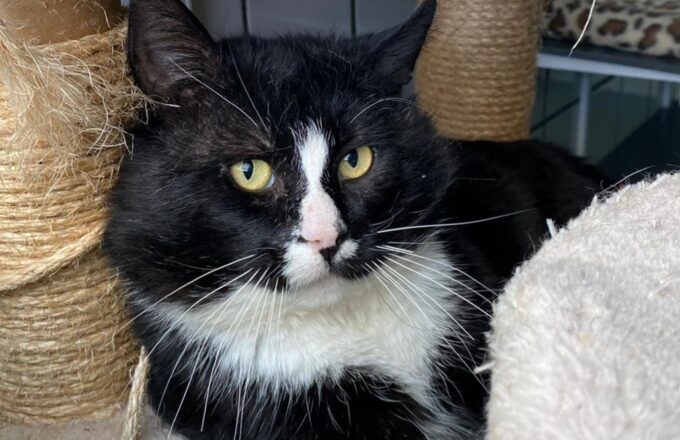 dierenasiel Arduin kat katten dier dieren poes poezen