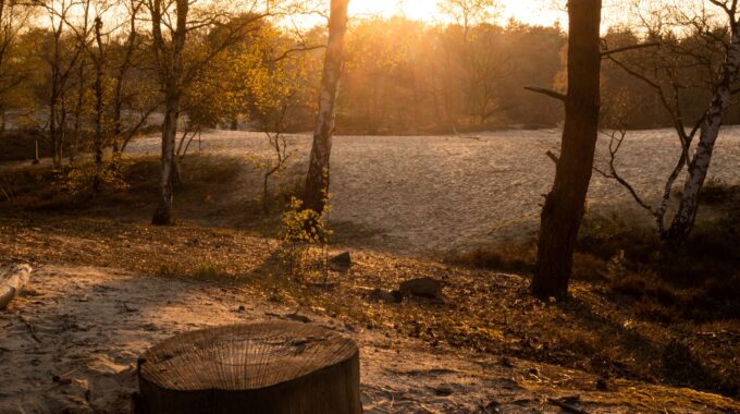 landgoed lievensberg zonsondergang zon golden hour goude uur heide zand bos boom stronk
