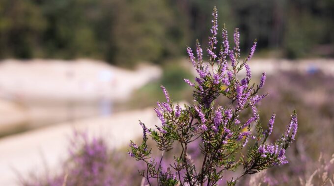 natuur bergse heide water meer boom bomen zand strand bloem plant paars