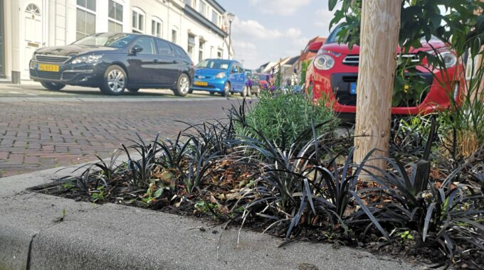 boomspiegel beplanting bergen op zoom planten bomen boom